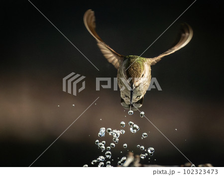 Beautiful Immature Male Anna's Hummingbird Enjoying The Water Fountain 102323473