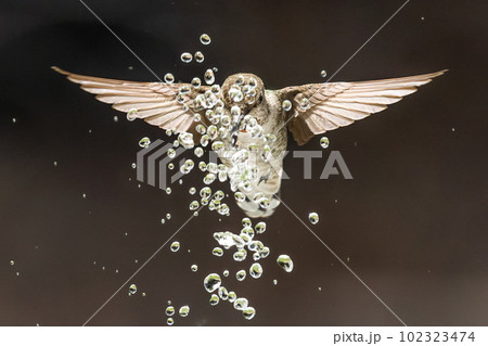 Beautiful Immature Male Anna's Hummingbird Enjoying The Water Fountain 102323474