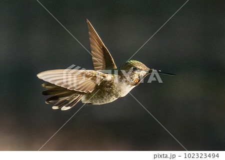 Beautiful Immature Male Anna's Hummingbird In Flight. Beautiful Immature Male Anna's Hummingbird In Flight. 102323494
