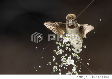 Beautiful Immature Male Anna's Hummingbird Enjoying The Water Fountain Beautiful Immature Male Anna's Hummingbird Enjoying The Water Fountain 102323498