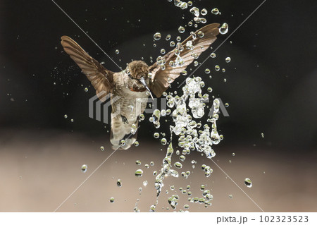 Beautiful Immature Male Anna's Hummingbird Enjoying The Water Fountain 102323523