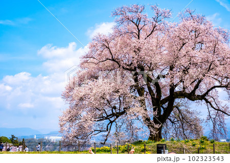山梨県韮崎市　わに塚の桜 102323543