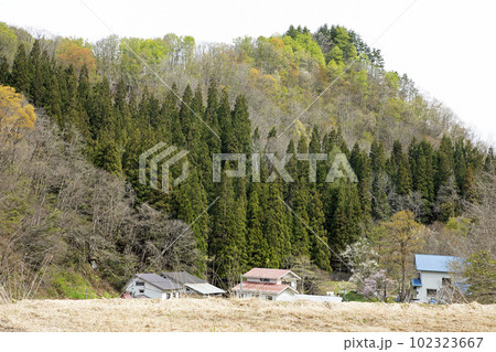 春爛漫、里山とスギ林と集落　福島県只見町 102323667