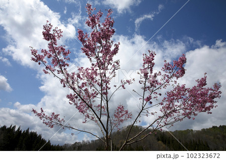 枝を広げて大空に飛び出しそうなヤマザクラ 福島県只見町 枝を広げて大空に飛び出しそうなヤマザクラ 福島県只見町 102323672