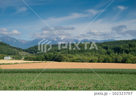 緑の野菜畑と黄金色のムギ畑 十勝岳 緑の野菜畑と黄金色のムギ畑 十勝岳 102323707