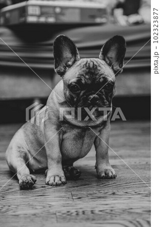 French bulldog puppy look sadly to the camera. French bulldog puppy look sadly to the camera. 102323877