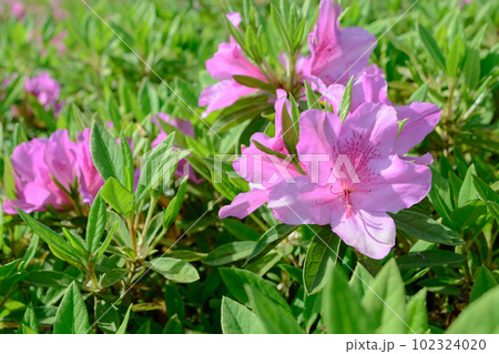 ピンクのツツジ ピンクのツツジ 102324020