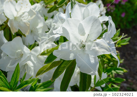 白いツツジ 白いツツジ 102324021