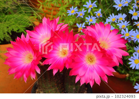 ブルーデイジーと赤いサボテンの花 102324093