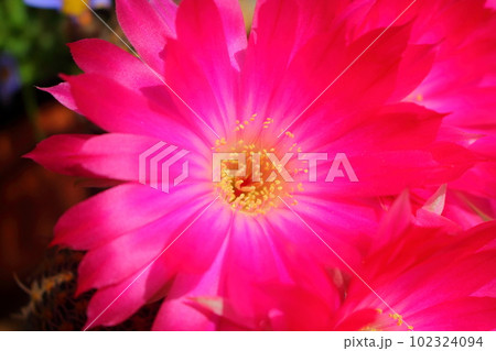 赤いサボテンの花のクローズアップ 102324094