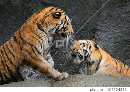 水場で母に叱られ逃げるアムールトラの子（1歳半） 102324251
