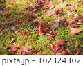 秋の庭を彩る落ち葉 102324302