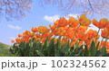 ちゅうりっぷ 102324562