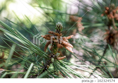 常緑針葉高木であるクロマツの球果【雄花】 常緑針葉高木であるクロマツの球果【雄花】 102324574