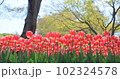 ちゅうりっぷ 102324578