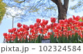 ちゅうりっぷ 102324584