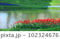 ちゅうりっぷ 102324676
