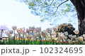 ちゅうりっぷ 102324695