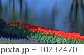 ちゅうりっぷ 102324701