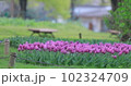 ちゅうりっぷ 102324709
