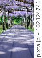 薬師池公園　藤 102324741