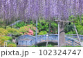 薬師池公園　藤 102324747