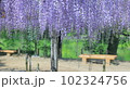 薬師池公園　藤 102324756