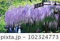 薬師池公園　藤 102324773