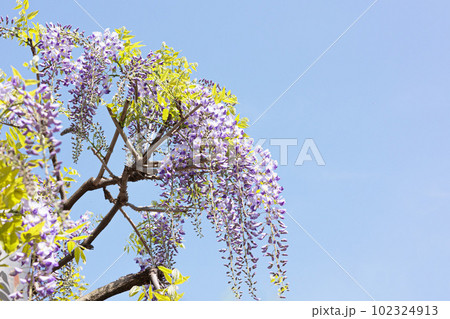 紫色のトンネルで人々の心を癒す藤の花 102324913