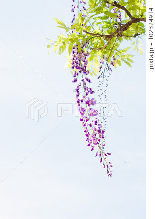 紫色のトンネルで人々の心を癒す藤の花 102324914