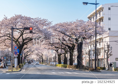 駅前風景 日立駅 春の平和通りの桜 駅前風景 日立駅 春の平和通りの桜 102324925