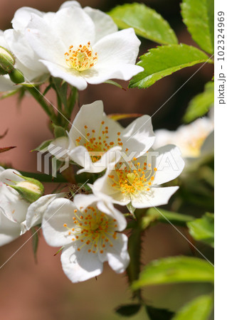 白色一重咲きの美しいノイバラの花群（晴れ・屋外マクロ写真） 102324969