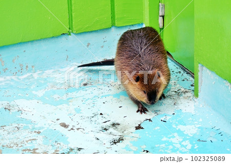 カナダカワウソ 102325089