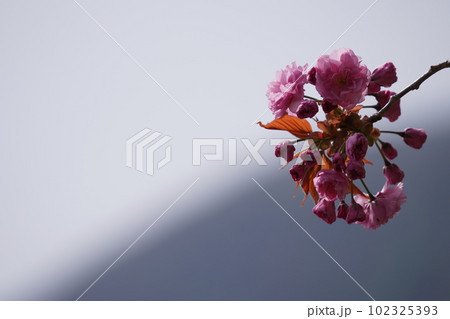 八重桜の花 八重桜の花 102325393