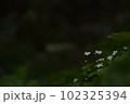 暗闇に白い花 102325394