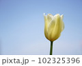 白いチューリップと青空 102325396