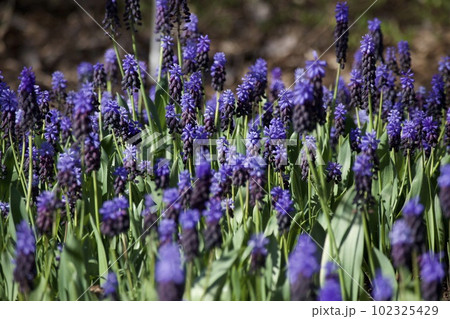 ムスカリ（バイカラー） 102325429