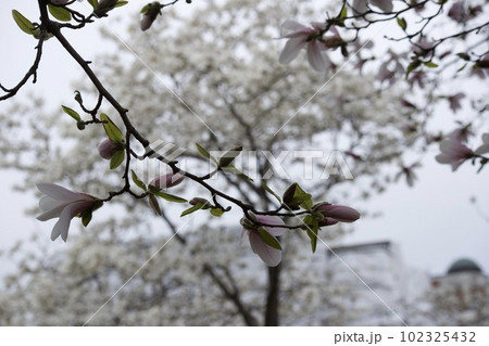 モクレン モクレン 102325432