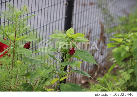 赤いフヨウの花 102325440