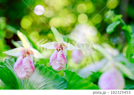 クマガイソウ群生 102325453