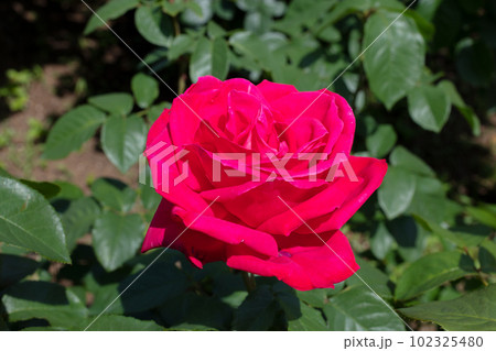赤いバラの花 赤いバラの花 102325480