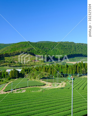 鹿児島_知覧茶産地の茶畑風景 102325504