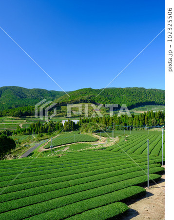 鹿児島_知覧茶産地の茶畑風景 鹿児島_知覧茶産地の茶畑風景 102325506