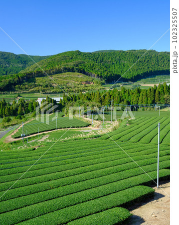 鹿児島_知覧茶産地の茶畑風景 102325507