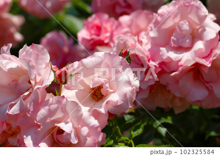 ピンク色の美しいバラ花群「ローゼンドルフ スパリスホープ」(ドイツ作出・晴れ・屋外マクロ写真) ピンク色の美しいバラ花群「ローゼンドルフ スパリスホープ」(ドイツ作出・晴れ・屋外マクロ写真) 102325584