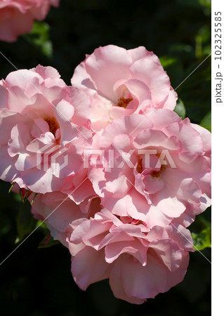 ピンク色の美しいバラ花群「ローゼンドルフ スパリスホープ」(ドイツ作出・晴れ・屋外マクロ写真) ピンク色の美しいバラ花群「ローゼンドルフ スパリスホープ」(ドイツ作出・晴れ・屋外マクロ写真) 102325585