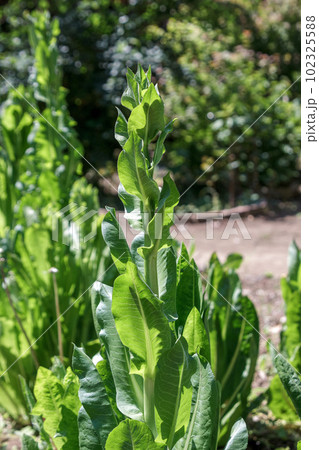 軟白栽培する場合が多いキク科キクニガナ属チコリの葉 102325588