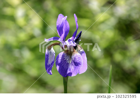 アヤメ科アヤメ属アヤメ【菖蒲】 アヤメ科アヤメ属アヤメ【菖蒲】 102325595