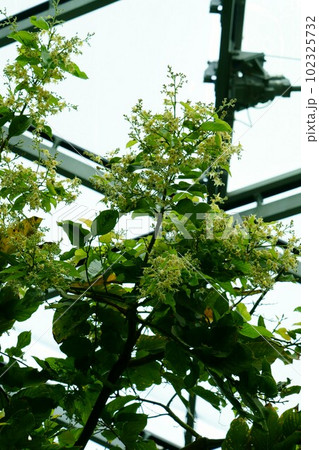 4545 サラノキ 4545 サラノキ 102325732