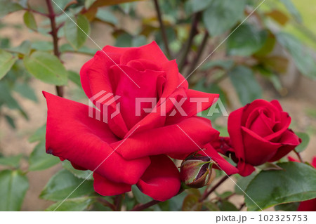 赤いバラの花 赤いバラの花 102325753